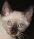 CyberKitten's Avatar