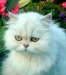 Shamrock's Avatar